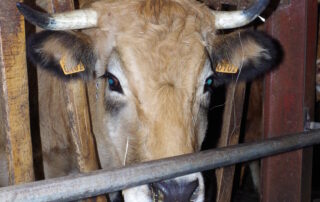 Vache à l'étable