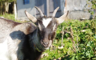 chèvre