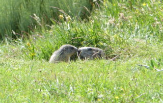 Couple of marmots