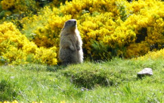 Die Murmeltiere von Mézenc