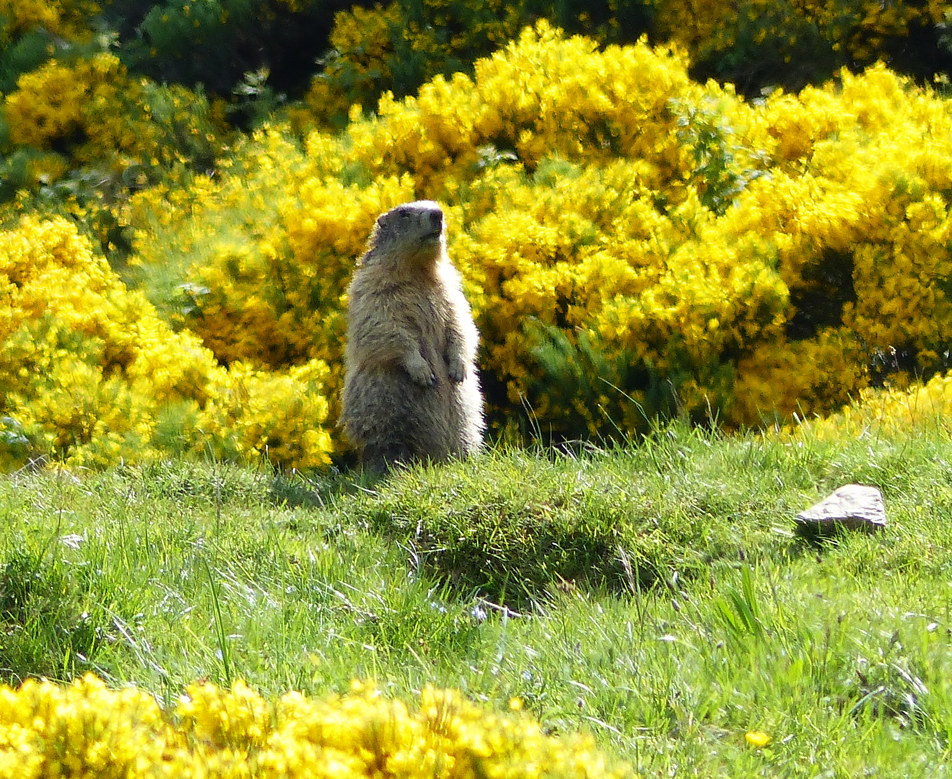 Marmotte aux aguets