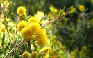 Visite thématique « L’Odyssée des Mimosas » © Domaine du Rayol - Le jardin des Méditerranées
