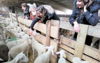 Produits laitiers de Brebis – Ferme Baud du Mas des Tilleuls Produits laitiers de Brebis – Ferme Baud du Mas des Tilleuls