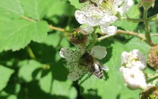Bienen auf Nahrungssuche in den Bergen der Ardèche