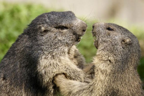 Marmottes