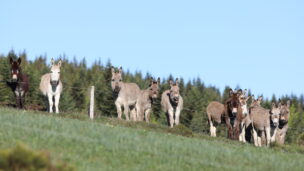 Avec des animaux