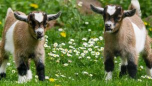 Montagne d’Ardèche – Visites de fermes